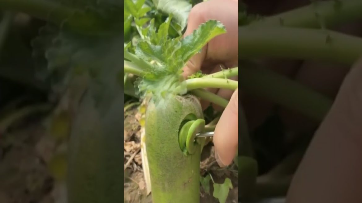 fruit cutting #shorts #short #satisfying 180