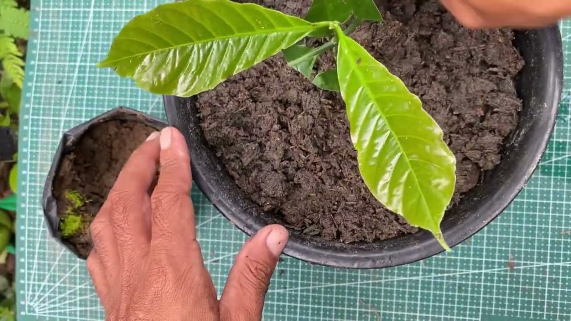 How to propagation Coffee Plant | Gardening at home