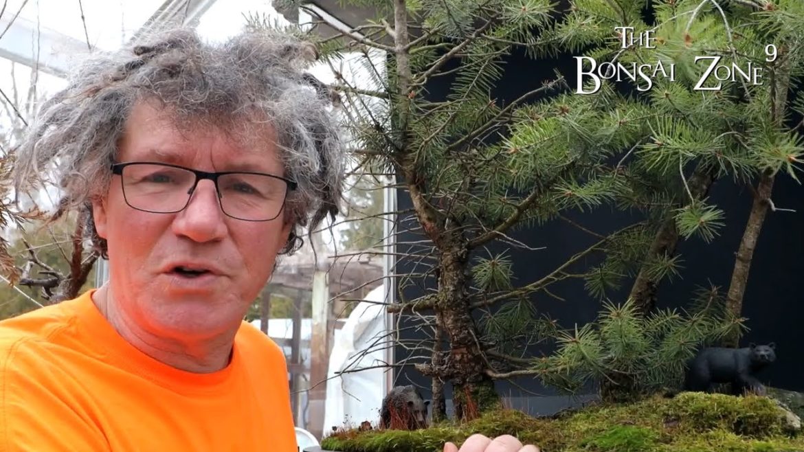 Pruning My Douglas Fir Trees, The Bonsai Zone, Dec 2022 Pruning My Douglas Fir Trees, The Bonsai Zone, Dec 2022