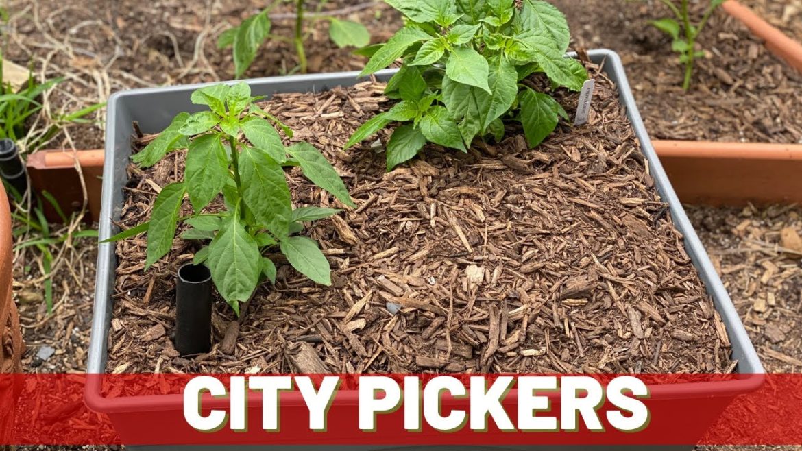 How To Set Up A City Picker Container Garden How To Set Up A City Picker Container Garden