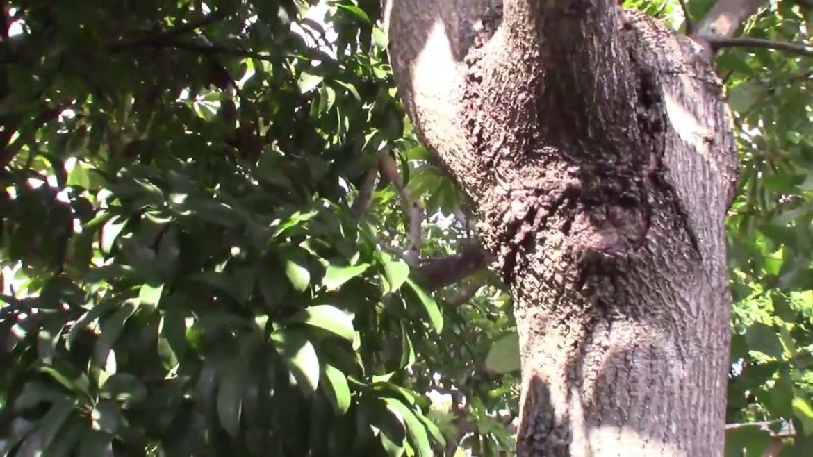 Lula Avocado Harvest and my Plans for the Tree | #gardening Lula Avocado Harvest and my Plans for the Tree | #gardening