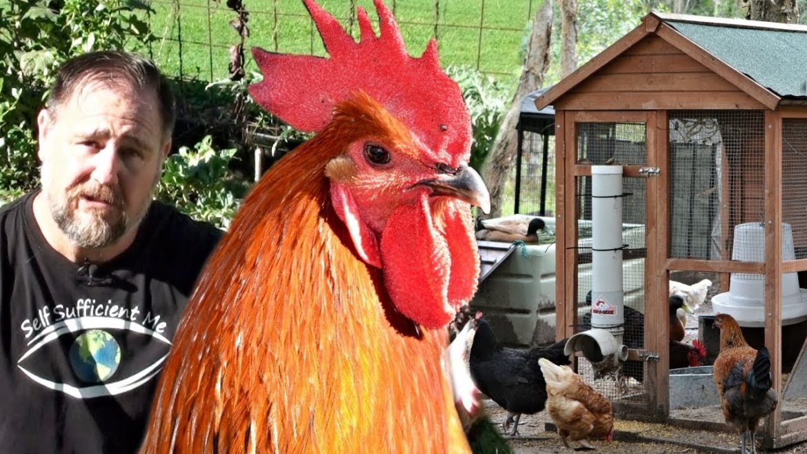 Can You Live off Just Chickens & Vegetable Garden? Can You Live off Just Chickens & Vegetable Garden?