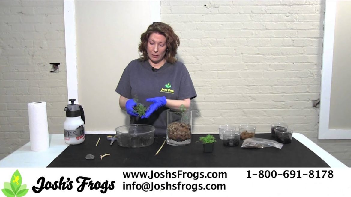 How to Plant a Terrarium or Container Garden