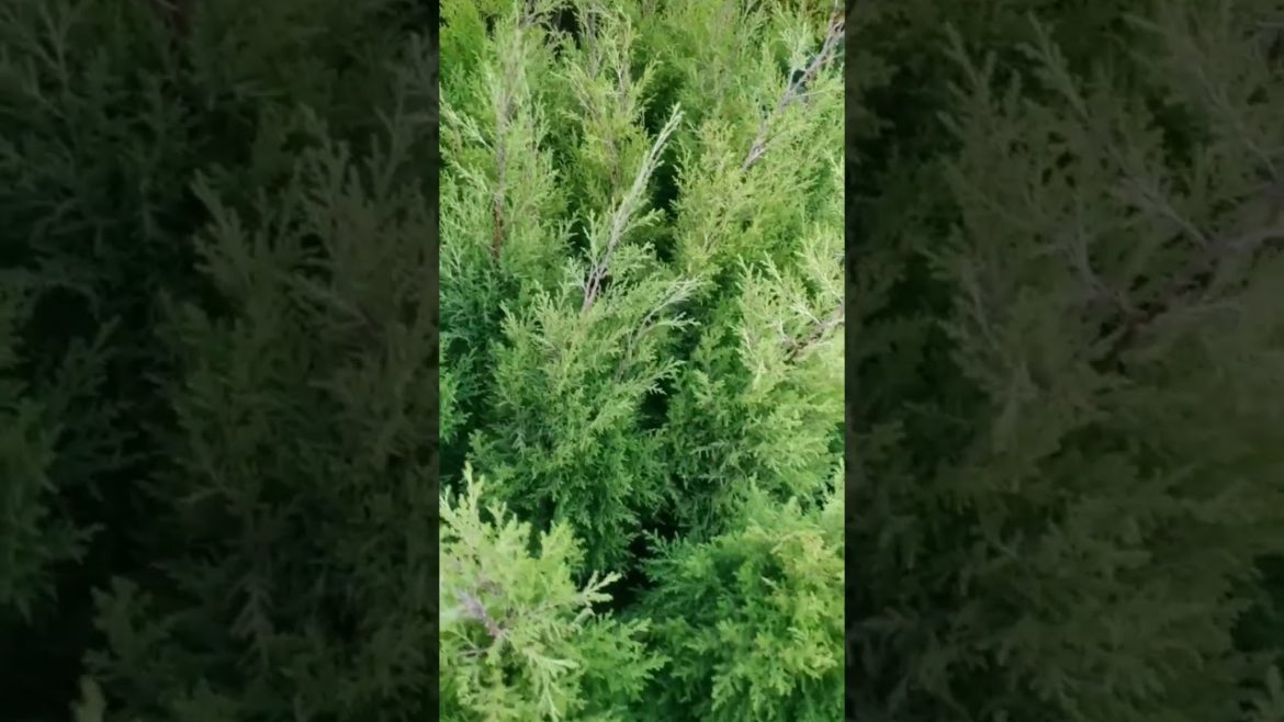 Garden video-4@sk trends and vlogs 