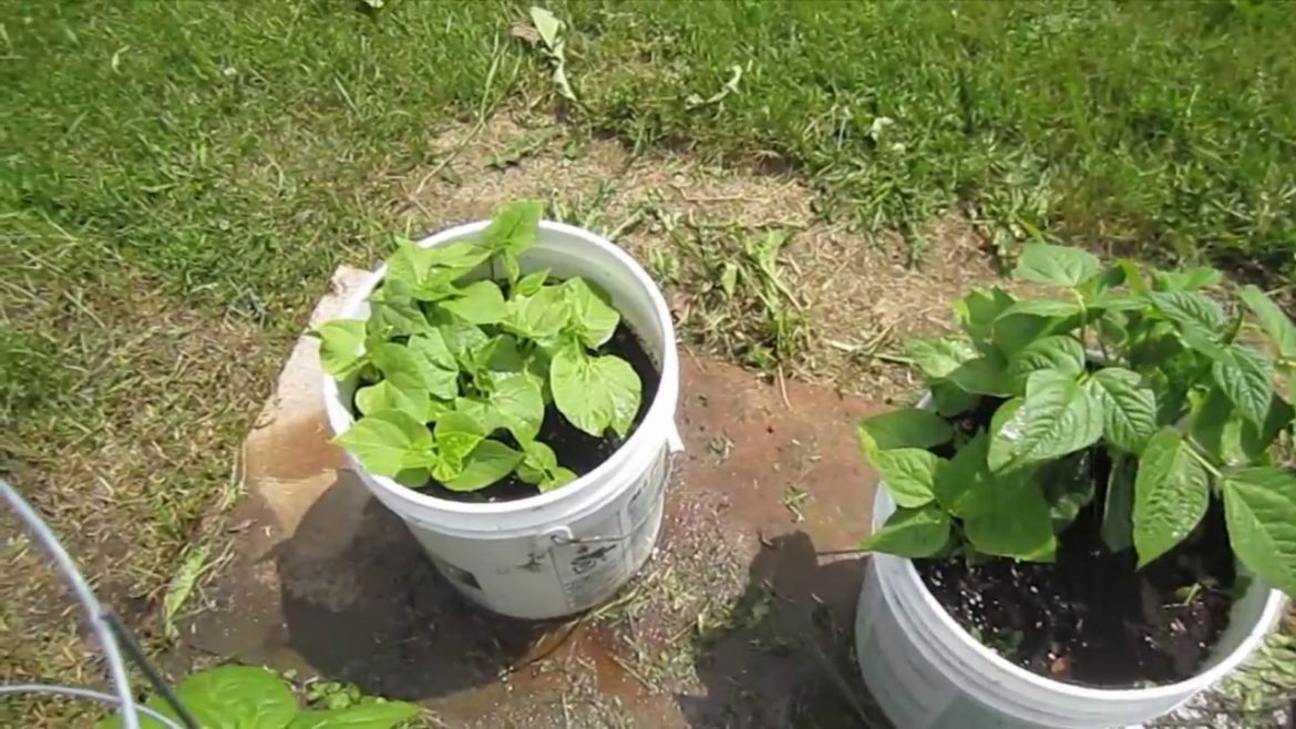 Container Garden – How to Grow Peppers and Tomatoes Easily in Buckets Container Garden - How to Grow Peppers and Tomatoes Easily in Buckets
