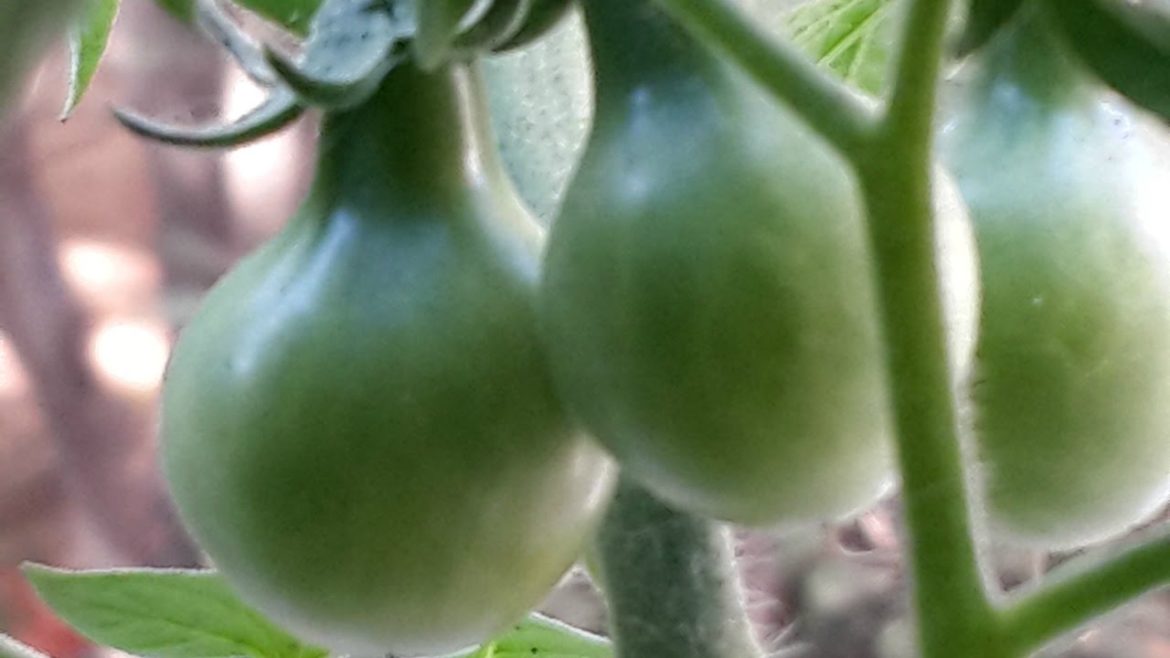 Container garden update 15.01.2015