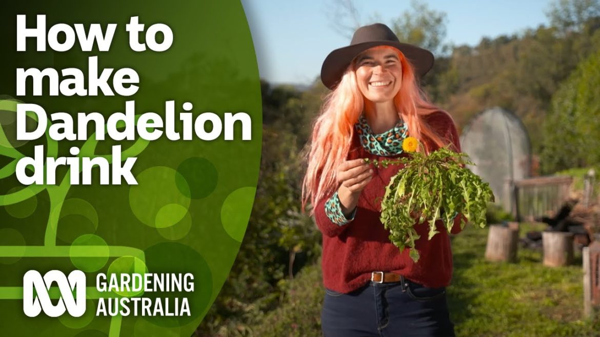 How to make a caffeine-free coffee drink using Dandelion | DIY Garden Projects | Gardening Australia