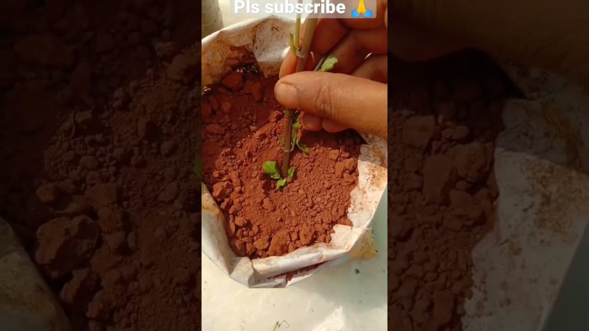 wow😳😳 #shorts #shortsfeed #mint #plant #garden #subscribe #plantlover #ytshorts #garden #tips #short