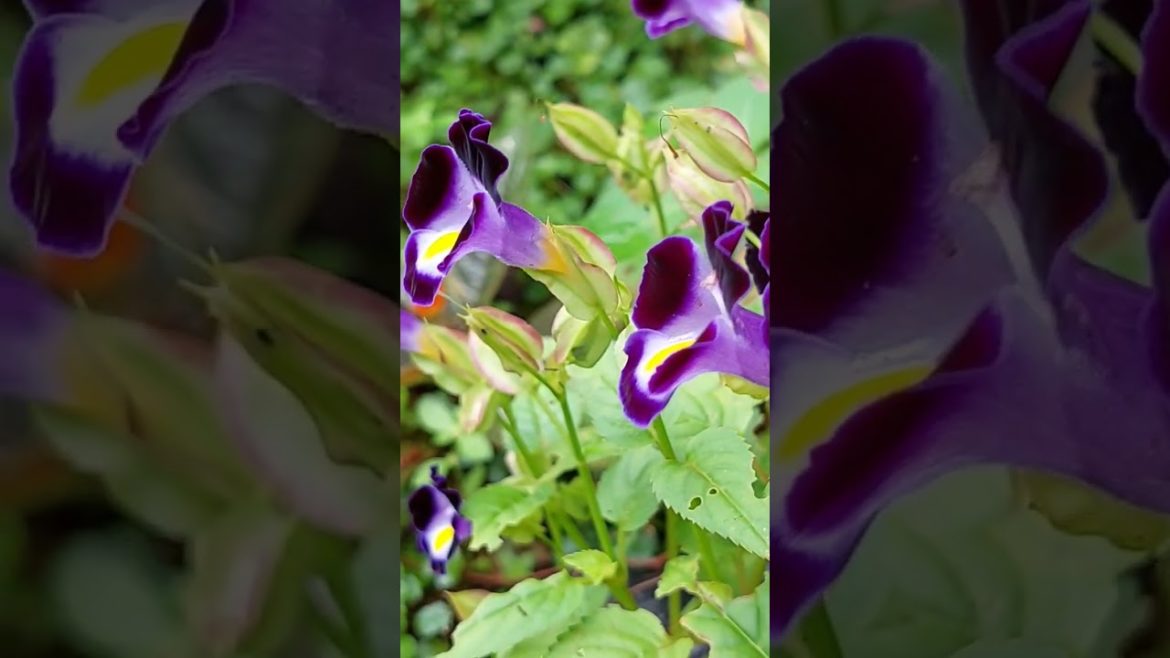 I grow this flower to feed honey bees #short #honey #bees