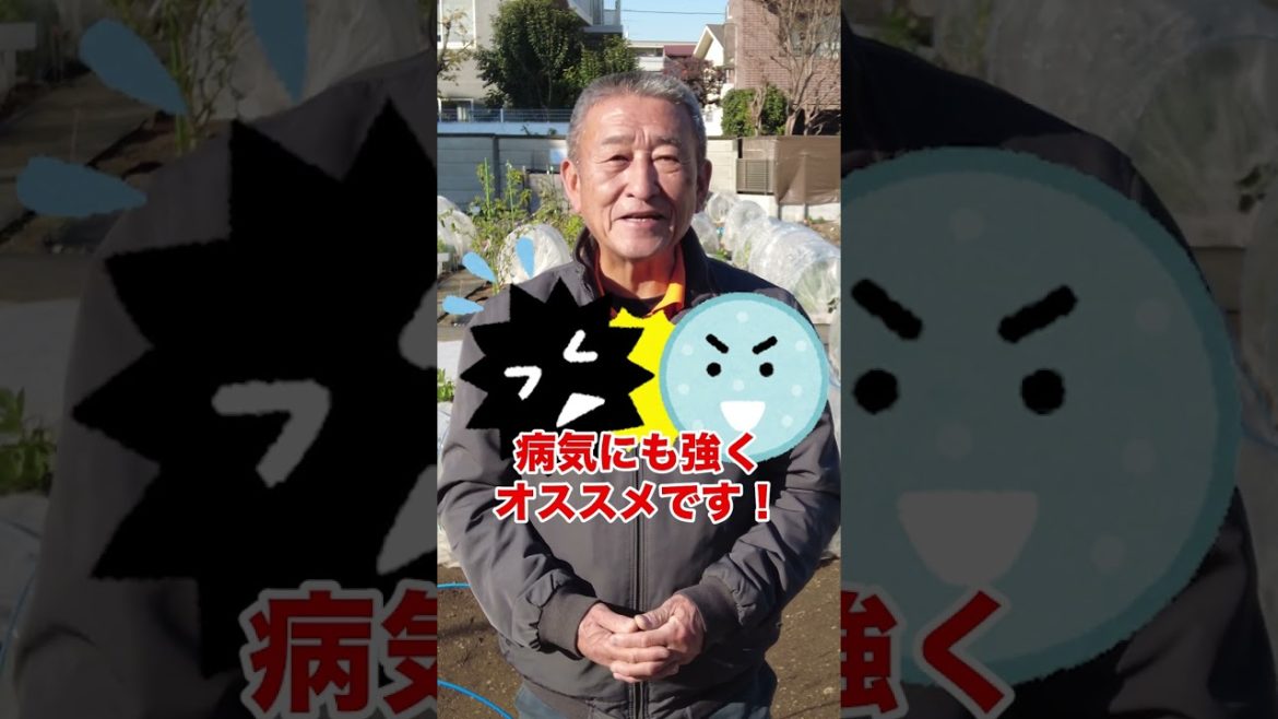 家庭菜園でやりたい！小松菜栽培で春までに何度も収穫する方法！ #shorts / Tips for harvesting Komatsuna many times by spring.