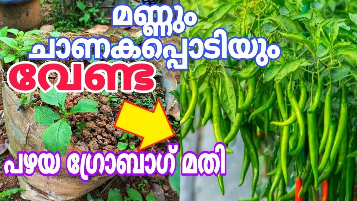 പഴയ ഗ്രോ ബാഗിൽ ഇത് ചേർത്താൽ പത്തിരട്ടി വിളവ് കൂടും Vegetable Gardening Tips