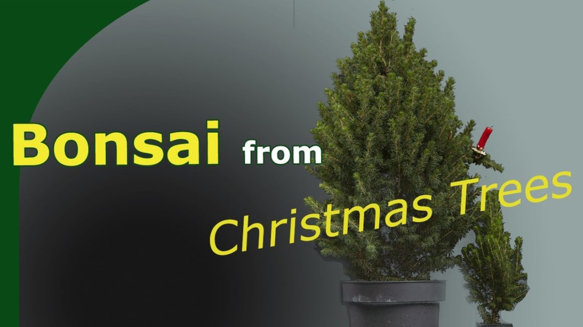 What to do with your Christmas tree? Convert into a bonsai!