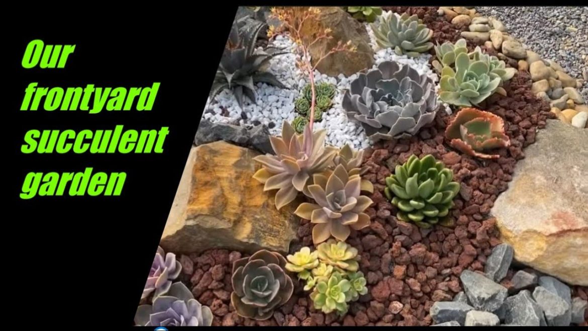 [Wider Version] Our front yard succulent garden