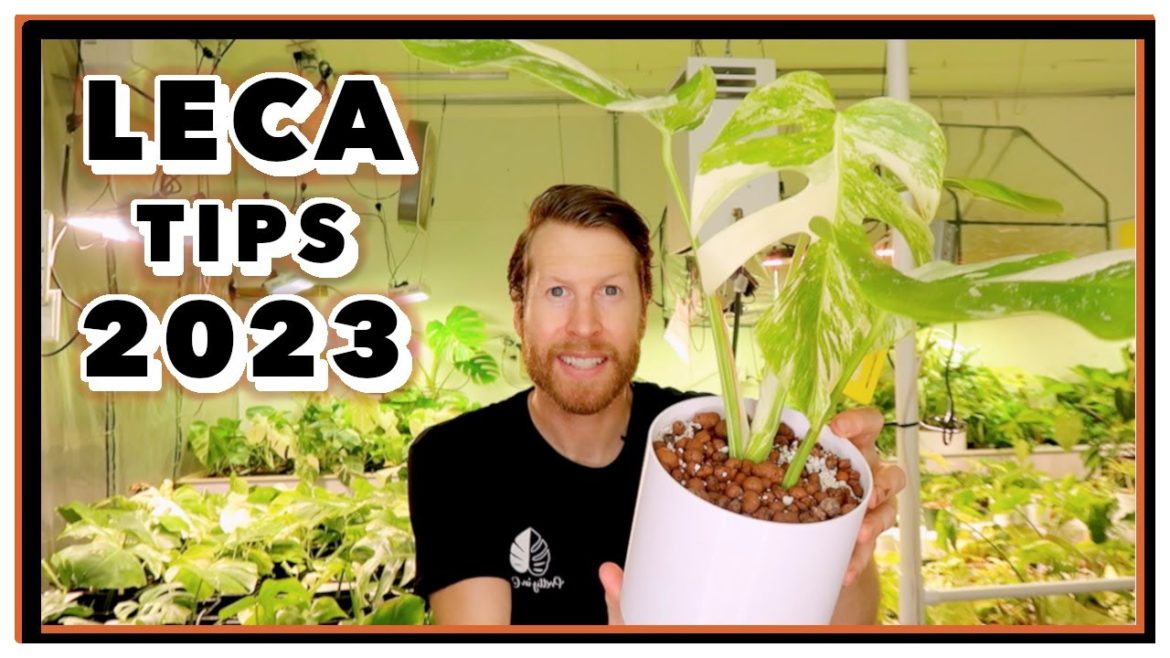 LECA Care Tips for 2023 – 5 Semi Hydroponics Tricks LECA Care Tips for 2023 - 5 Semi Hydroponics Tricks