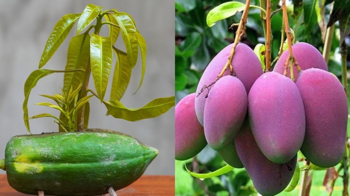 Tips To Grow Mango With Branches On Papaya Fruit 100% Success
