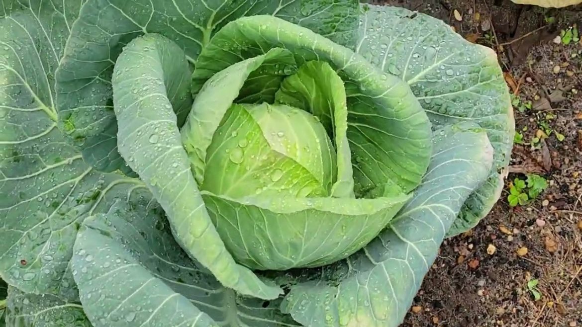 1st GARDEN Update 2023 Fresh Cabbage Slaw
