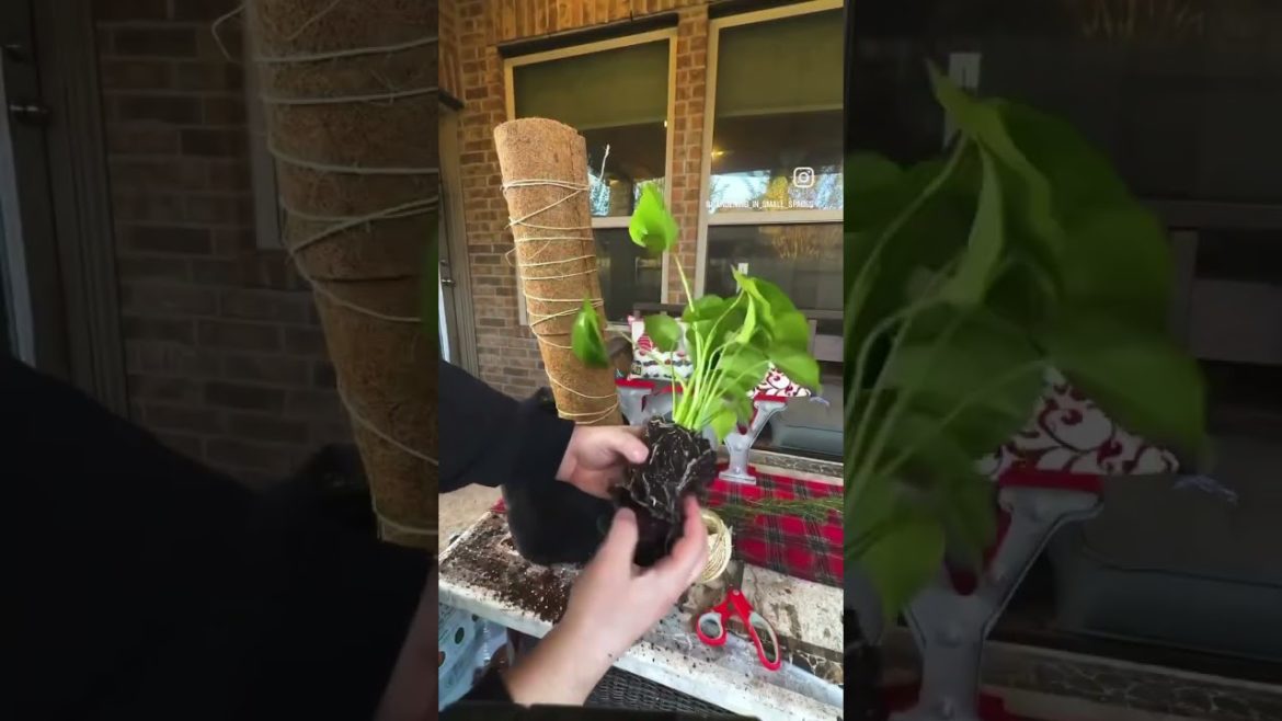 A 2022 Gardening Recap, See You in 2023