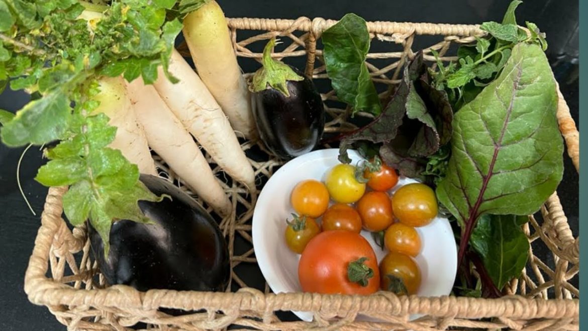 ये सारी सब्जियाँ ली अपने टैरेस गार्डन से एक दिन में | Organic harvest from my terrace garden | Meenu