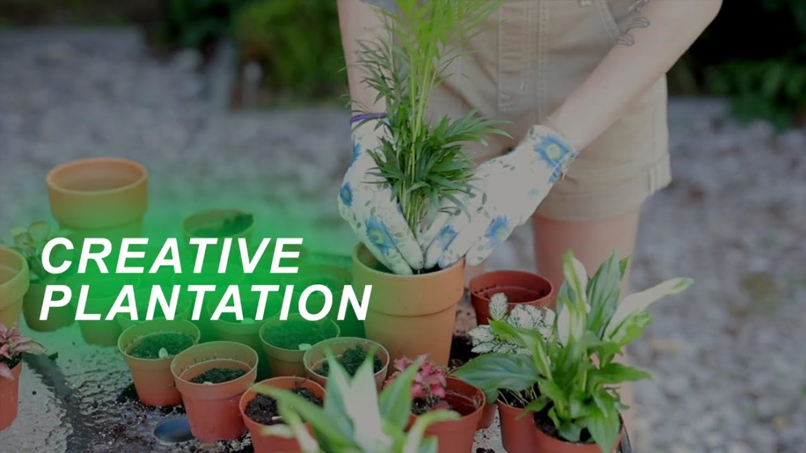 creative diy tree plantation ideas | crafty show creative diy tree plantation ideas | crafty show