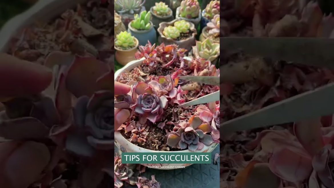 Useful tips for succulents