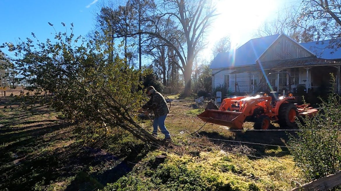 CLEANING UP HOLLY TREE KNOCKED OVER BY WINTER STORM | SPREADING WINTER GRASS SEED IN NEW FIELD