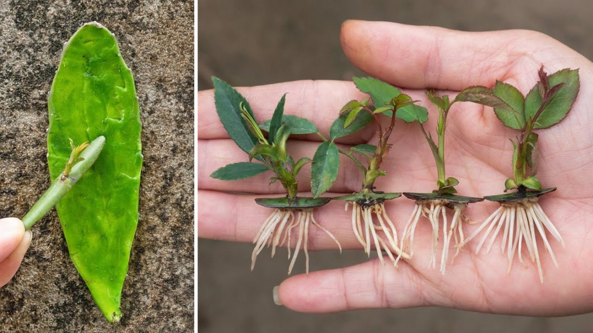 Tips for growing roses from leaf buds with Cactus