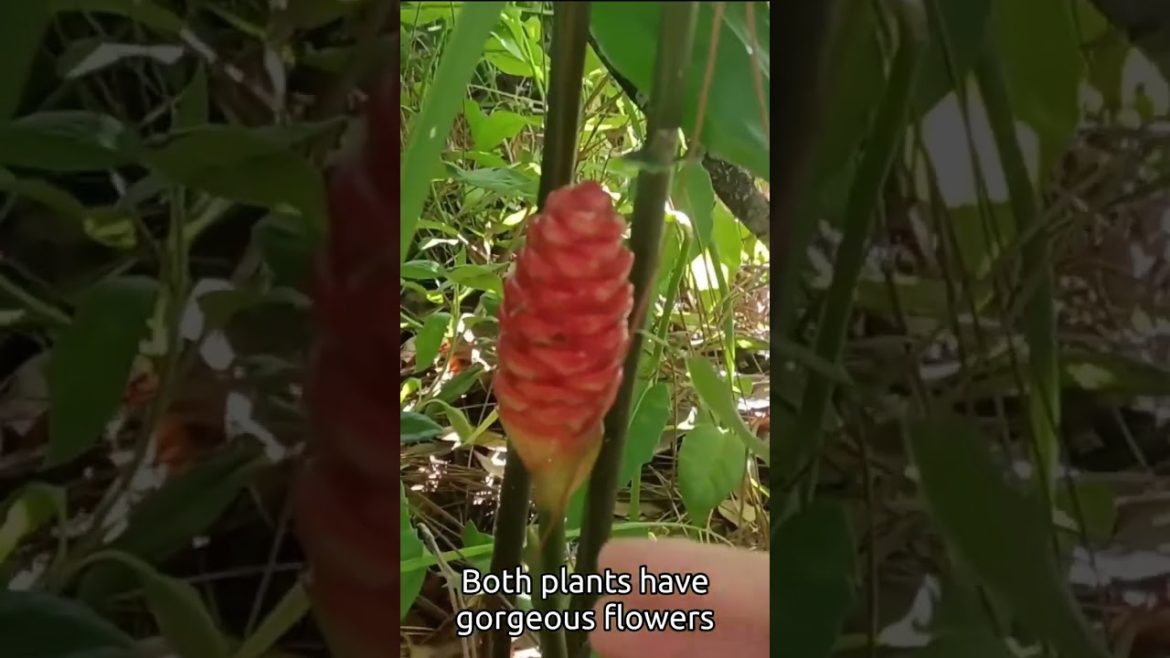 #shorts Add This Plant To Your Edible Landscape # 6 of 9 #shorts Add This Plant To Your Edible Landscape # 6 of 9