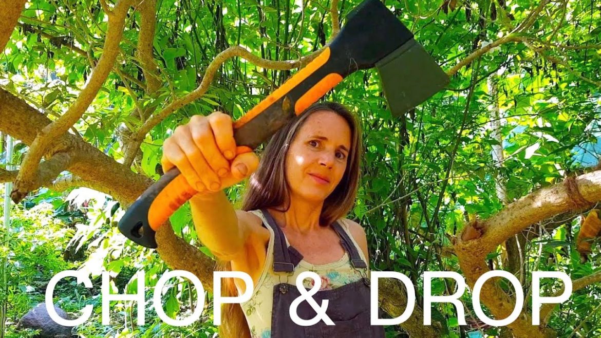 HOW I GROW SOIL FOR MY FOOD FOREST HOW I GROW SOIL FOR MY FOOD FOREST