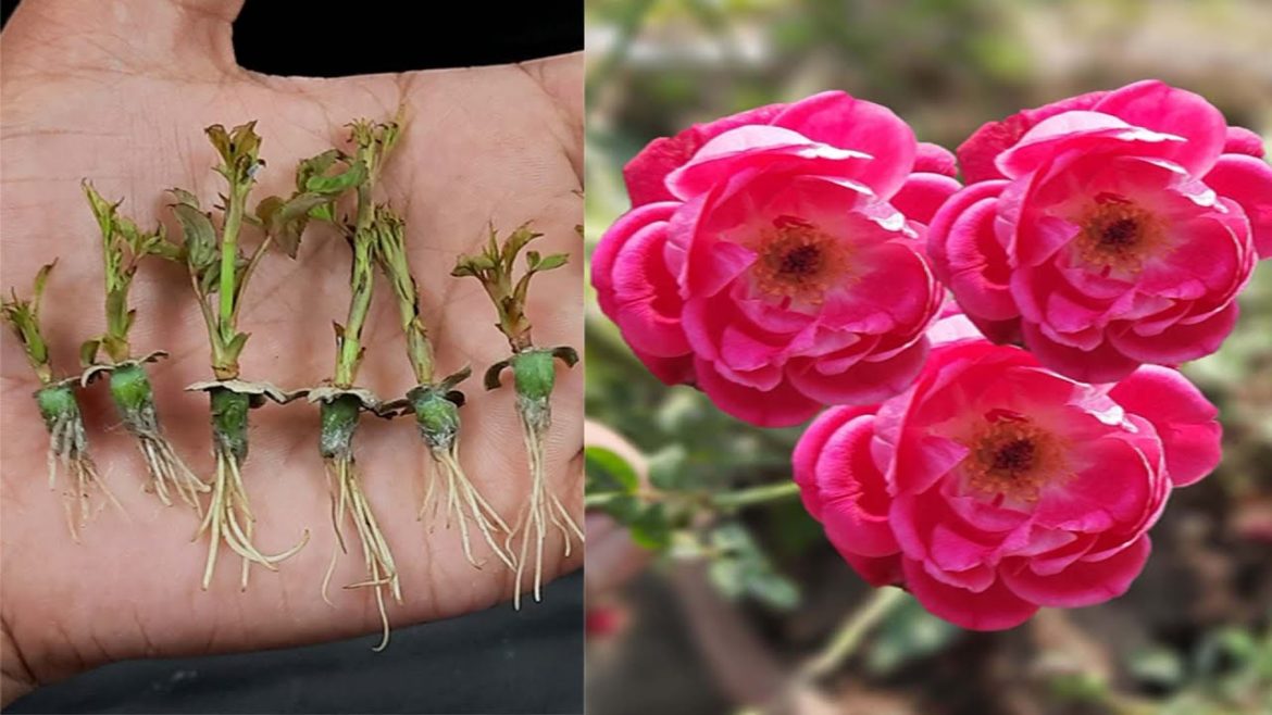 How to grow Roses from seeds ( advanced method)