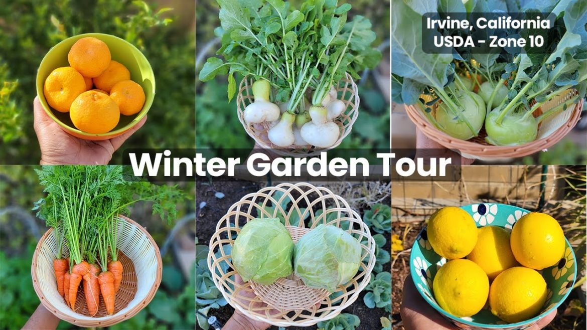Winter Gardening : Winter Vegetable Garden Harvests, Tour & Tips!