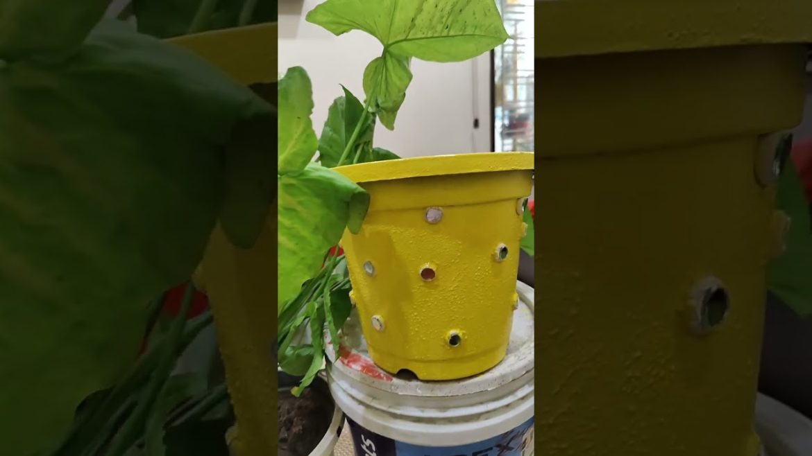 DIY Pot for Garden 😍 #diy #decoration #colour #garden #plants