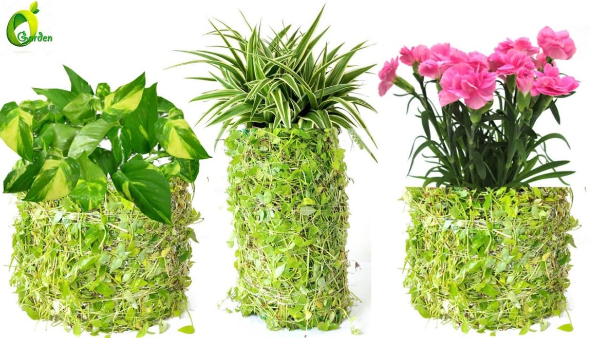 Unique Plant Pot /Different Style Potting Idea/amazing Planting/Garden Idea/Planter/ORGANIC GARDEN