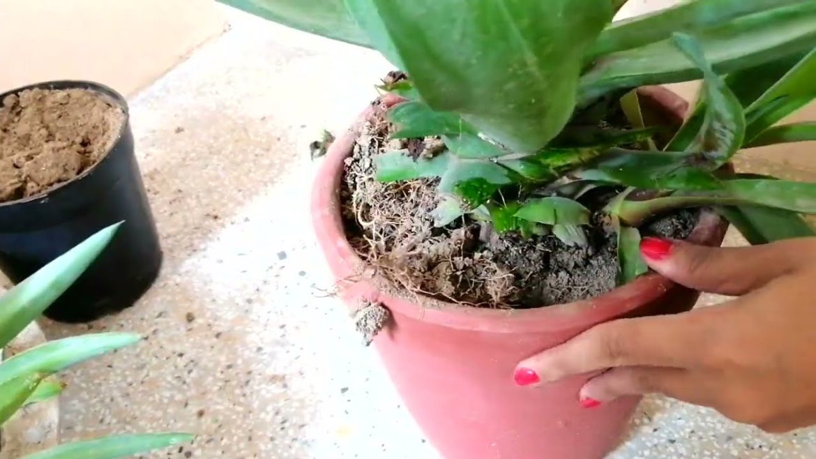 Separating Baby Plants of Agave
