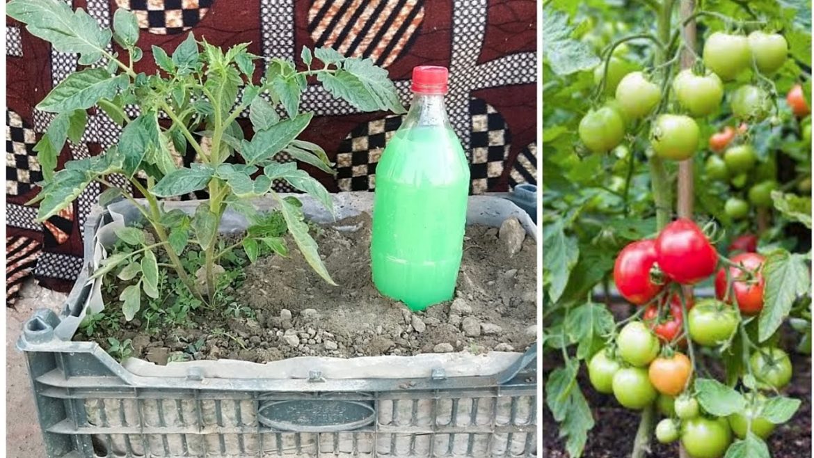 how to grow tomatoes