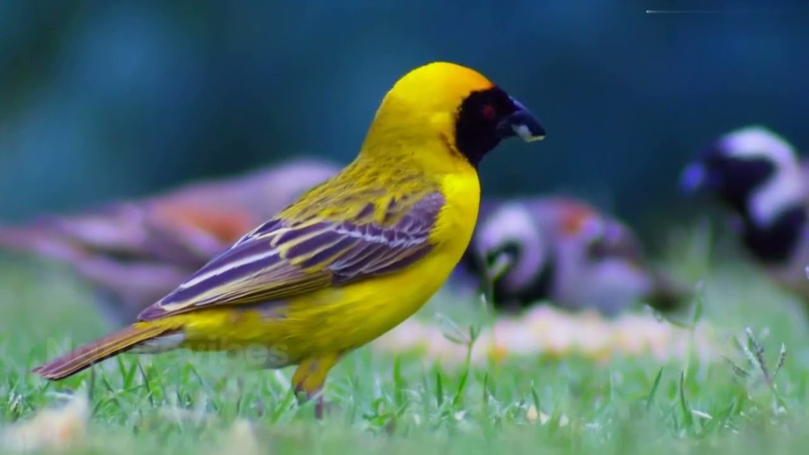 Naturevibes | The Secret Lives of Backyard Birds: A Close-Up Look | Relaxing music |  Asrm video