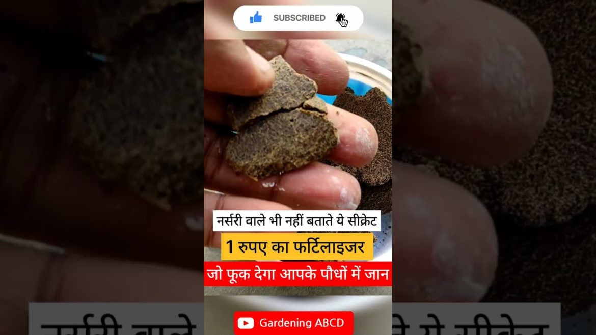 Organic fertilizer /Tulsi care #tulsi#basil#gardening#organicgardening#shorts#short#viral#trending Organic fertilizer /Tulsi care #tulsi#basil#gardening#organicgardening#shorts#short#viral#trending