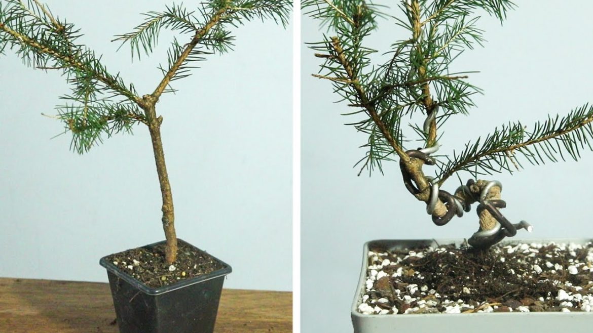 A stick in a pot to an interesting bonsai