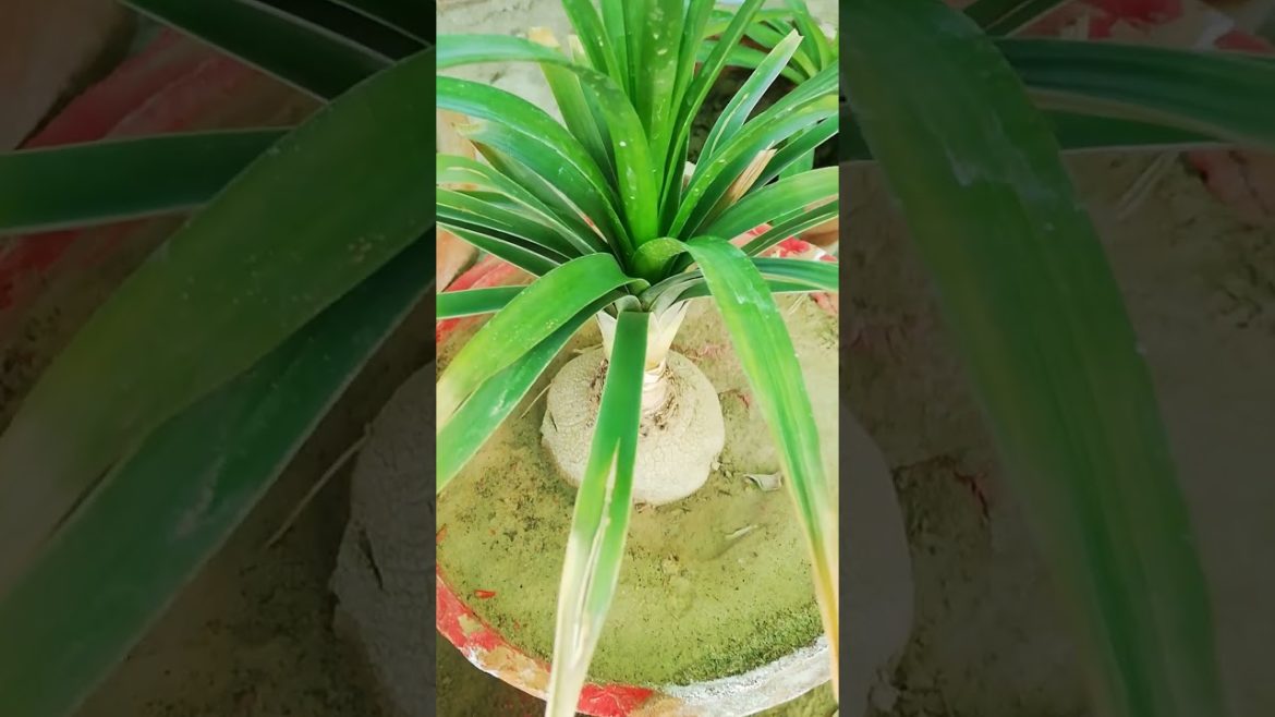 My Small Beautiful Home Garden Raining In My Backyard EP - 655 #shorts #garden