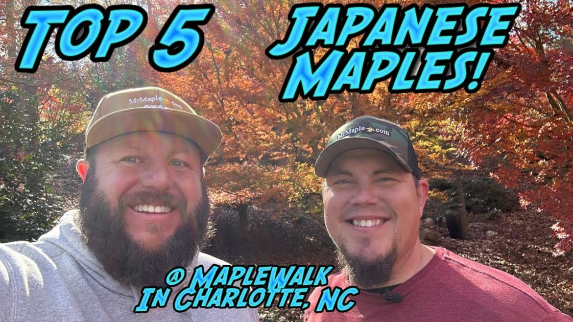 Top 5 Japanese Maples @ MapleWalk Garden Top 5 Japanese Maples @ MapleWalk Garden