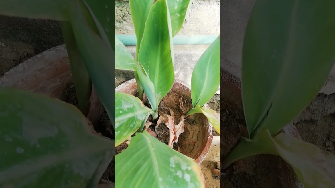 My Small Beautiful Home Garden Raining In My Backyard EP - 609 #shorts #garden