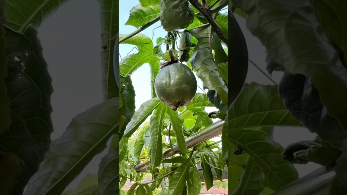 how to growth vegetable #natural how to growth vegetable #natural