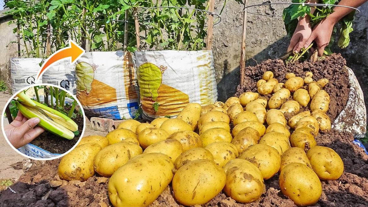 How to grow potatoes in a bag without a garden, Using natural fertilizers - Too many tubers