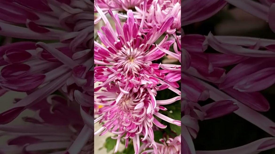 🌸💮#wintergarden #shorts #ytshorts #trending #homegarden #guldaudi #short #ytshort