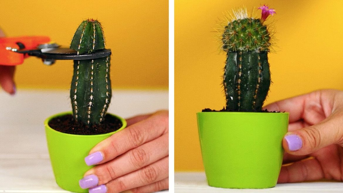 BEST WAYS TO TREAT YOUR PLANTS AND GROW A BEAUTIFUL GARDEN