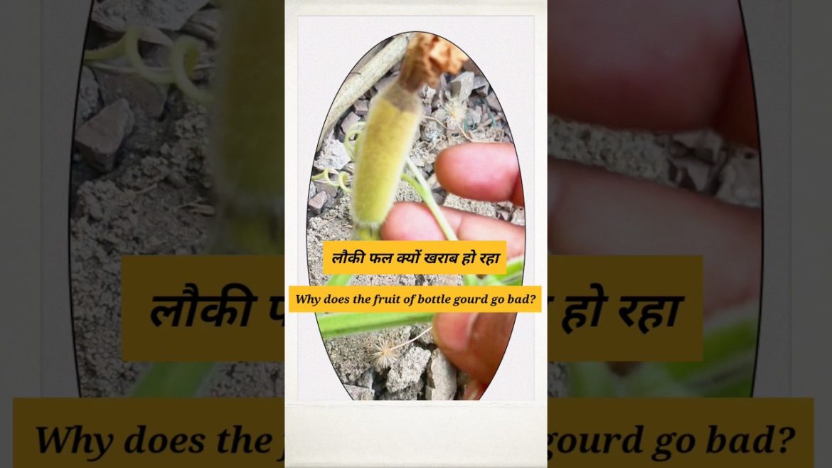 #shorts#gardening tips & techniques at home#garden ideas care & grow Bottle gourd at home