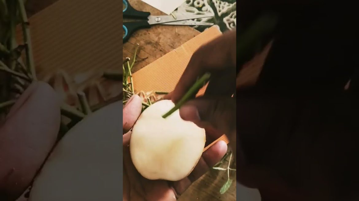 How to grow new plant🌱 from old rose plant|rose plant|Gardening|garden🏡|#rose 🌹#garden #gardening How to grow new plant🌱 from old rose plant|rose plant|Gardening|garden🏡|#rose 🌹#garden #gardening