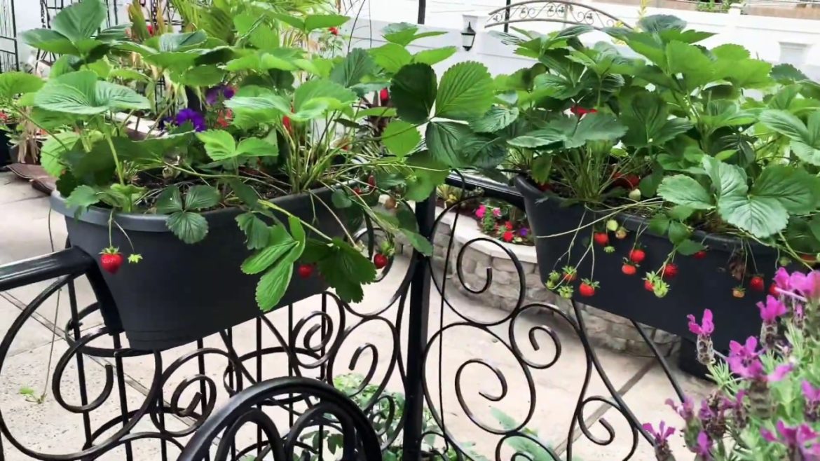 Backyard Garden Tour 2020