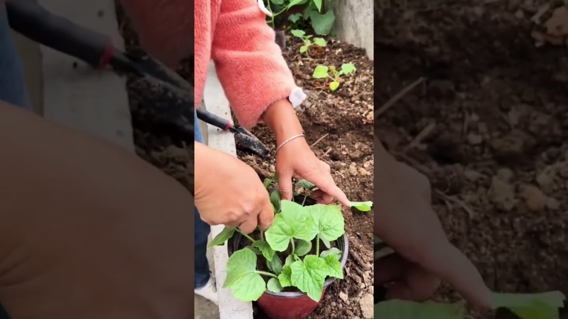 how to growth vegetable #natural how to growth vegetable #natural