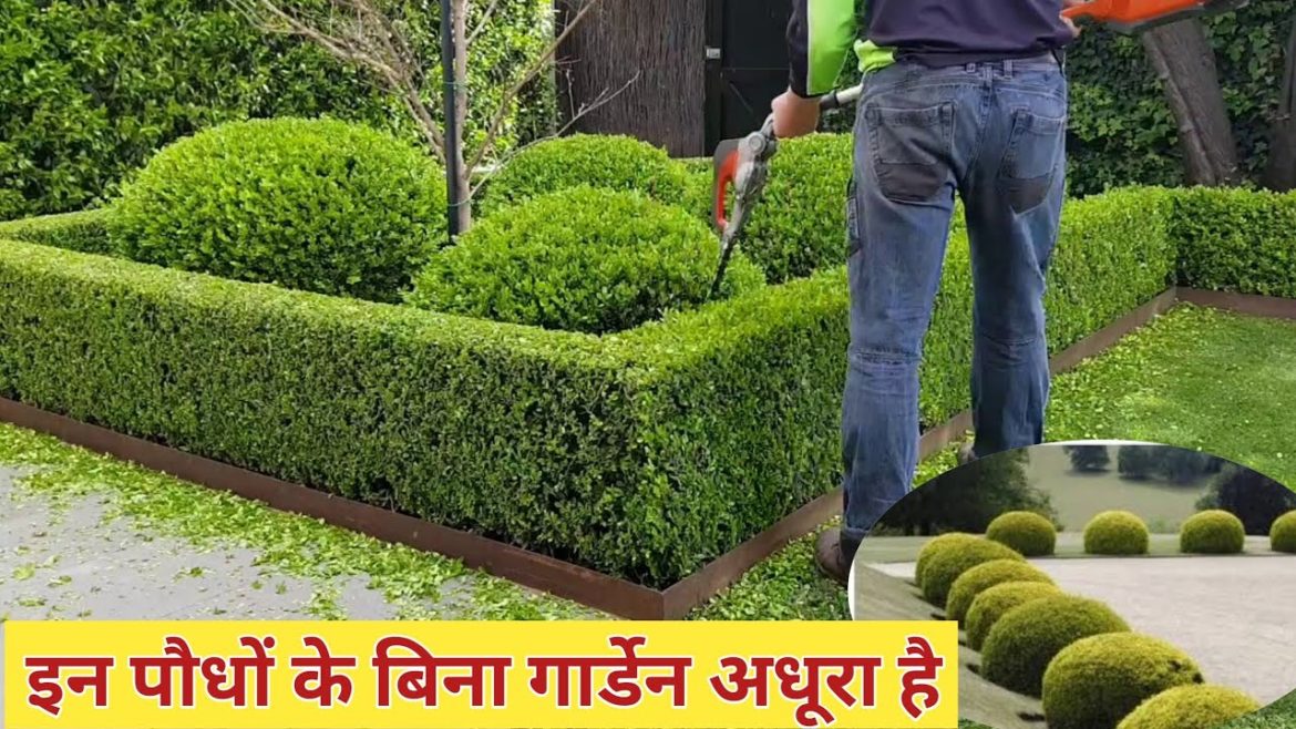 Top 10 hedge plants | hedge plants for garden in India | tips and tricks for perfect hedging Top 10 hedge plants | hedge plants for garden in India | tips and tricks for perfect hedging