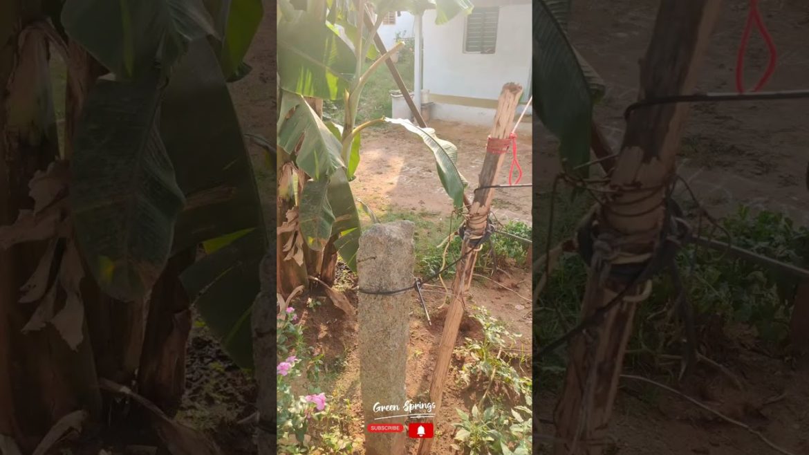 அழகிய வாழை மரம் | banana Tree | Homegarden | Greensprings அழகிய வாழை மரம் | banana Tree | Homegarden | Greensprings